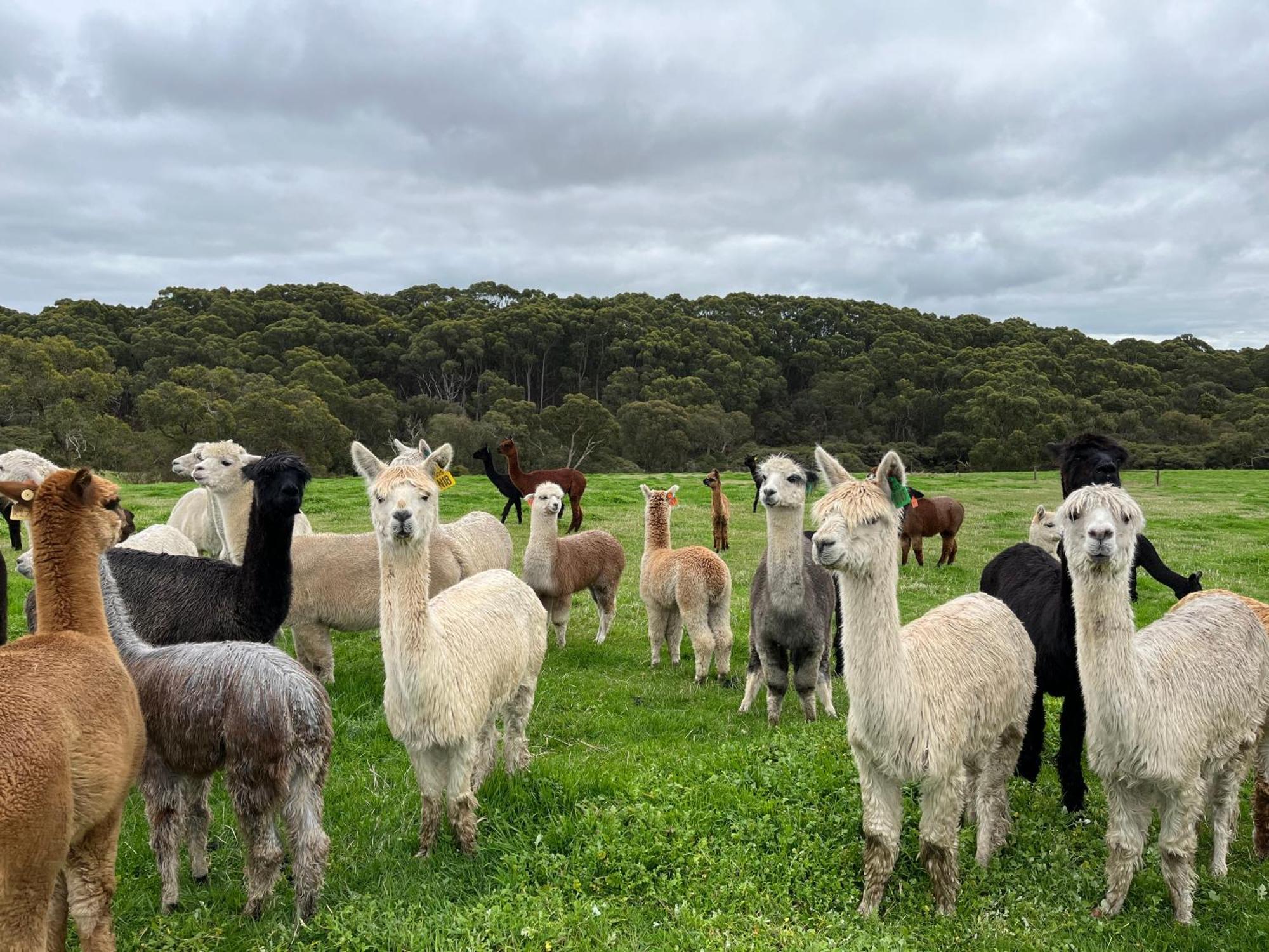 Twelve Apostles Motel & Country Retreat Princetown Bagian luar foto