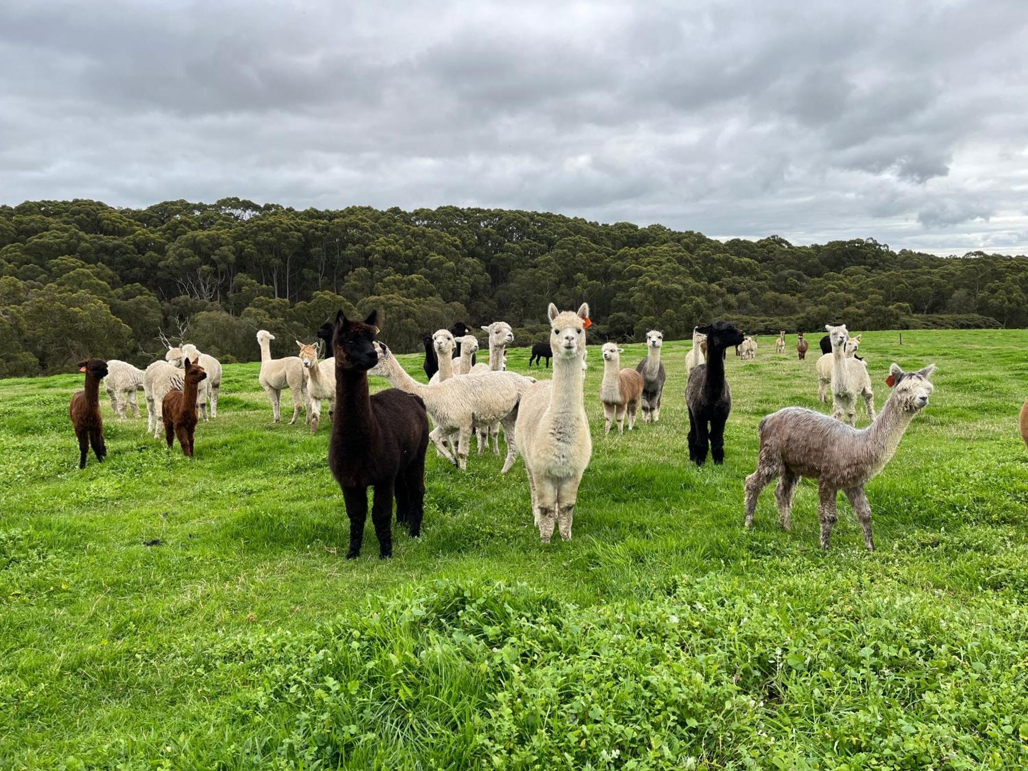 Twelve Apostles Motel & Country Retreat Princetown Bagian luar foto